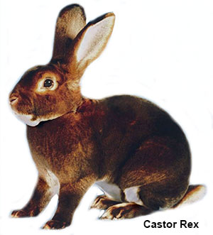 castor-rex-rabbit